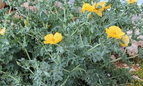 El Glaucio y sus Caracteristicas fotos Glaucio planta