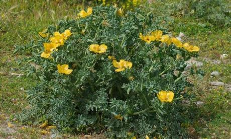 El Glaucio y sus Caracteristicas fotos Glaucio planta