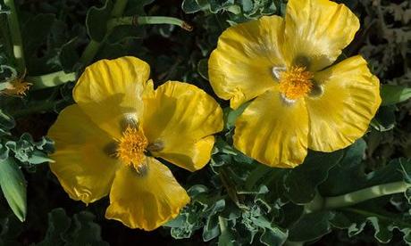 El Glaucio y sus Caracteristicas fotos Glaucio planta