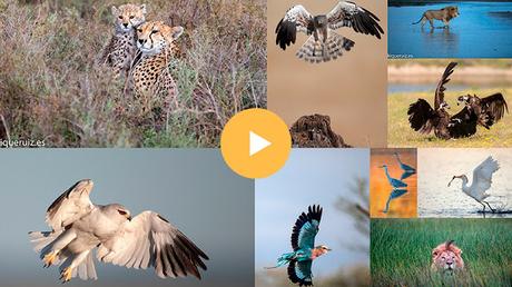 Presentación de mis fotografías de fauna en 90 segundos