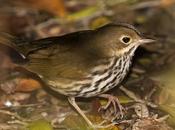 Reinita Hornera Ovenbird Seiurus aurocapilla (Linnaeus, 1766)