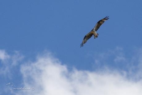 Águila pescadora (Osprey) Pandion haliaetus
