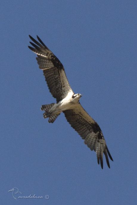 Águila pescadora (Osprey) Pandion haliaetus