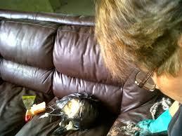 Teñido de muebles de cuero