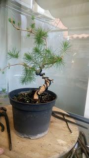 Asociacion Bonsai del Vallès : Pino silvestre