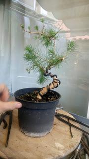 Asociacion Bonsai del Vallès : Pino silvestre