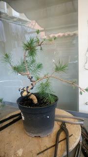 Asociacion Bonsai del Vallès : Pino silvestre