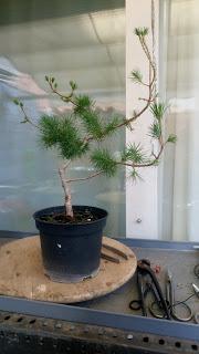 Asociacion Bonsai del Vallès : Pino silvestre