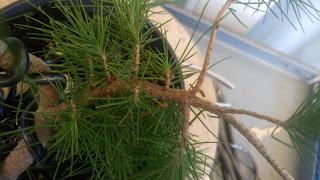 Asociacion Bonsai del Vallès : Pino silvestre