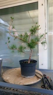 Asociacion Bonsai del Vallès : Pino silvestre