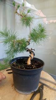 Asociacion Bonsai del Vallès : Pino silvestre