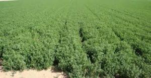 La buena suerte de soñar con alfalfa. La buena suerte de soñar con alfalfa.