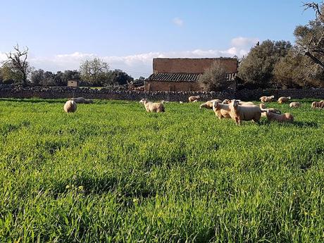 Tuttifrutti de enero Tuttifrutti de enero