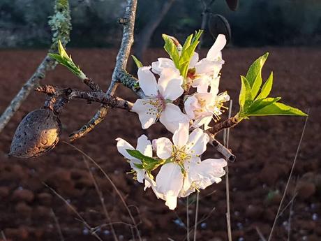 Tuttifrutti de enero Tuttifrutti de enero