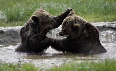 Depredadores Depredadores