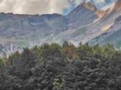 estos árboles pudieran hablar