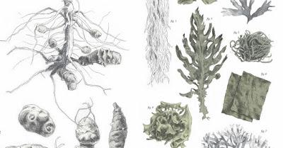 LAS VERDURAS DE MUCHAS MANERAS LAS VERDURAS DE MUCHAS MANERAS