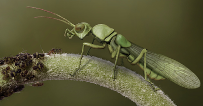 Insecto con pecho asesino