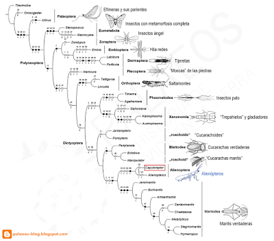 Insecto con pecho asesino