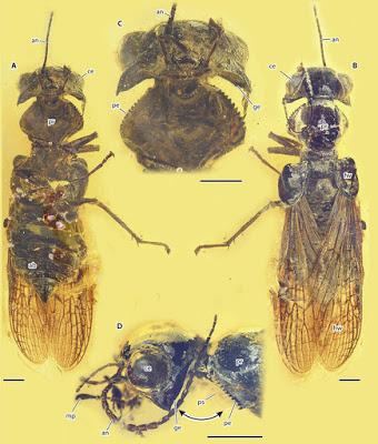 Insecto con pecho asesino