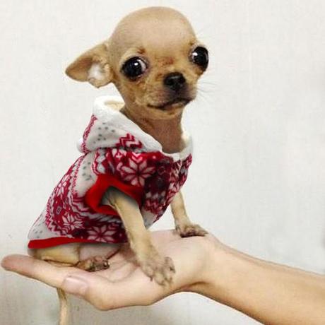 Ropa para Chihuahuas lindos - Paperblog