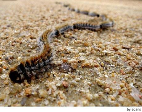 Cuidado con la oruga procesionaria La peligrosa oruga procesionaria del pino
