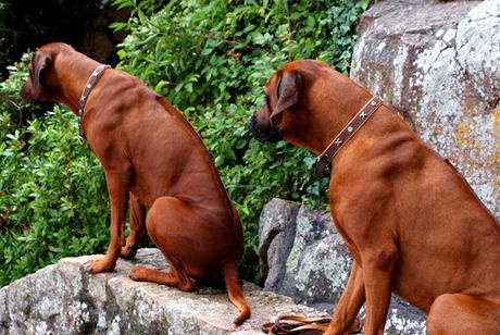 EL CRUEL NEGOCIO DE LA VENTA DE PERROS: ADOPTA, NO COMPRES EL CRUEL NEGOCIO DE LA VENTA DE PERROS: ADOPTA, NO COMPRES