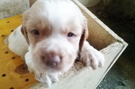 EL CRUEL NEGOCIO DE LA VENTA DE PERROS: ADOPTA, NO COMPRES EL CRUEL NEGOCIO DE LA VENTA DE PERROS: ADOPTA, NO COMPRES