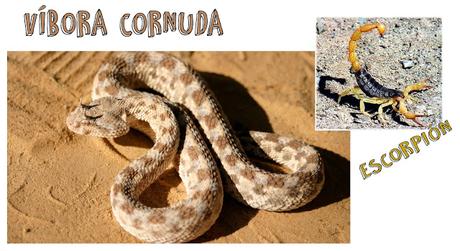 ANIMALES DEL DESIERTO