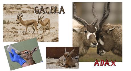 ANIMALES DEL DESIERTO