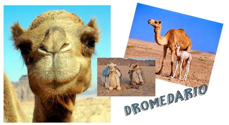 ANIMALES DEL DESIERTO