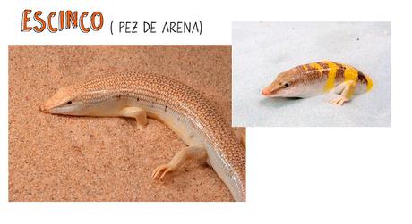 ANIMALES DEL DESIERTO