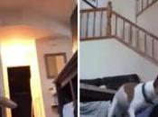 perro monta dueño, otros videos virales semana