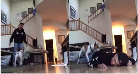 El perro que monta a su dueño, y otros videos virales de la semana