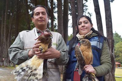 PRESERVA AIT FAUNA Y PROMUEVE SU LIBERACIÓN EN ÁREAS NATURALES PROTEGIDAS