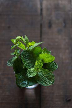 Resultado de imagen de peppermint photography