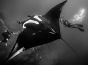 #Turismo: mantarraya gigante, "diamante negro" Archipiélago Revillagigedo #Mexico
