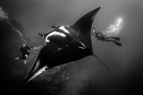 #Turismo: La mantarraya gigante, el 