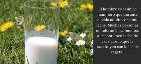 Leche vegetal