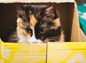 Infección orina gatos