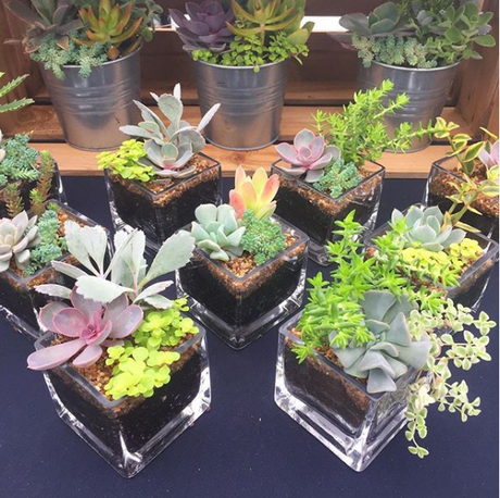 15 ideas para centros de mesas con suculentas