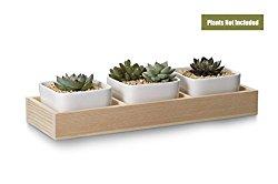 15 ideas para centros de mesas con suculentas