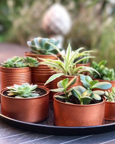 15 ideas para centros de mesas con suculentas