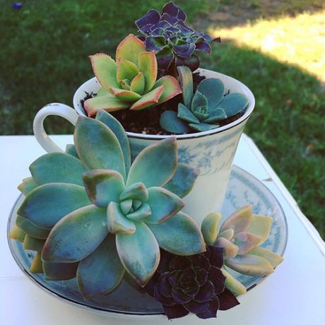 15 ideas para centros de mesas con suculentas