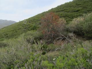 Canseco-Bodón de Cármenes-Cueto Blanco-El Viso (o Peradillas)
