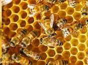 Jabones naturales colmena, taller Barcelona