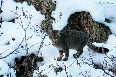 Gatos monteses en la nieve