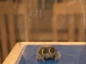 Lucas, adorable araña animada triunfa Youtube