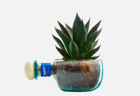 Pon un terrario upcycled en tu vida