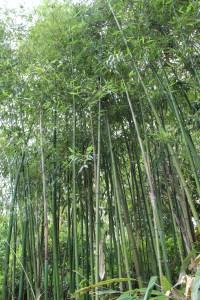 No eres como el bambú, ni te parecerás a este paso Phyllostachys bambusoides 'Violascens', el bambú sincrónico